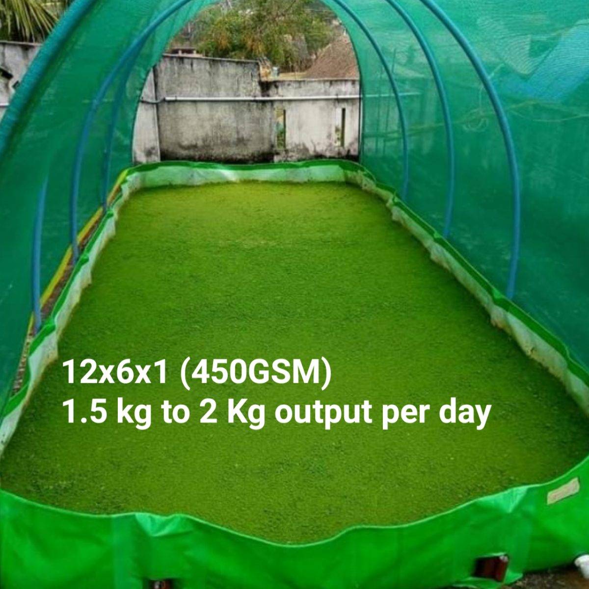 Azolla Bag 12x6x1 Feet - Image 1